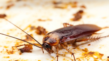 Cockroach Conundrum: Overcome and Clean Your House for Lasting Effect