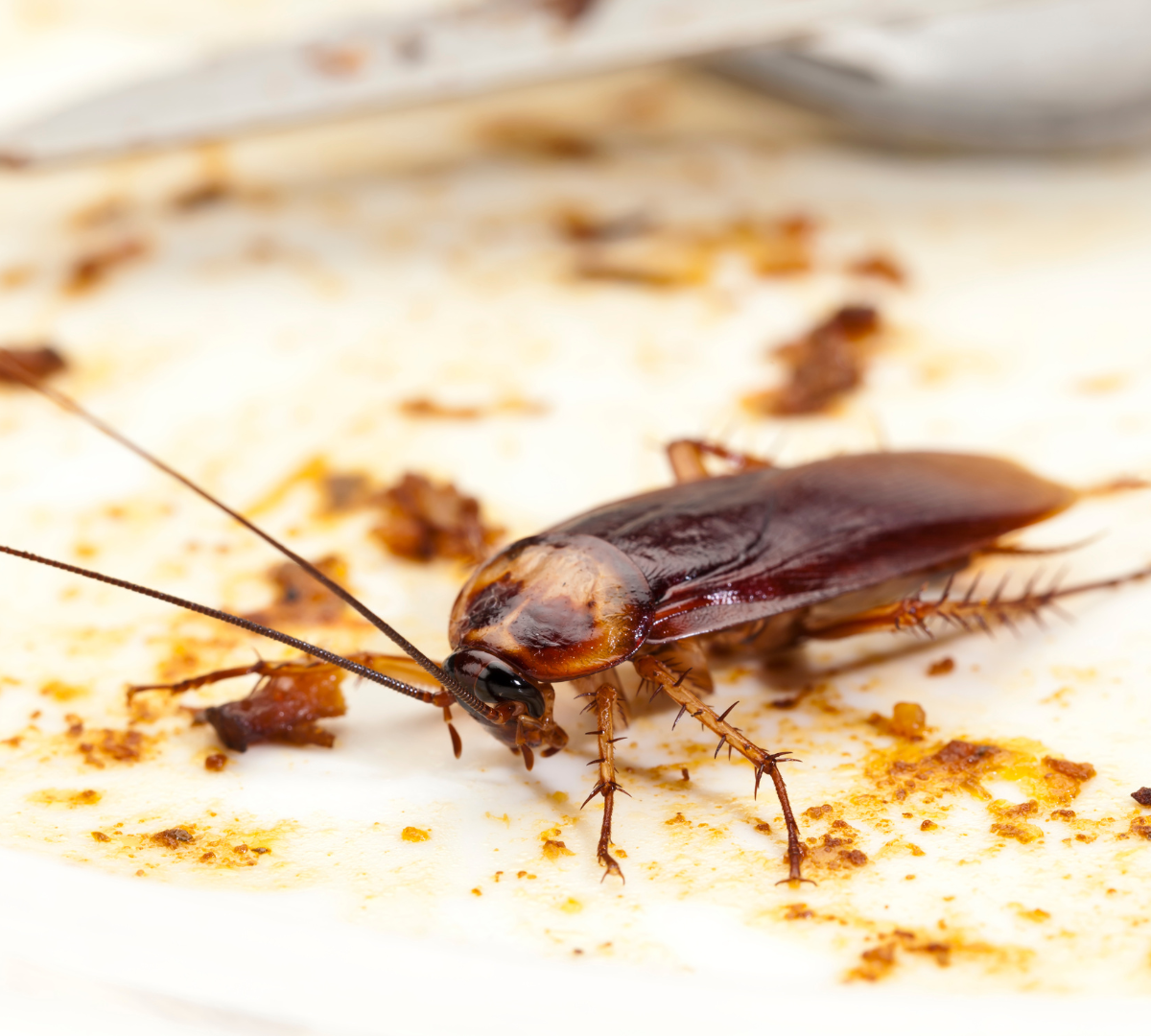 Cockroach Conundrum: Overcome and Clean Your House for Lasting Effect