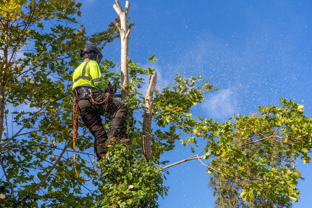 The Role of Tree Trimming in Preventing Storm Damage and Property Loss